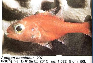 Apogon coccineus